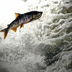 거꾸로 강을 거슬러 오르는 저 힘찬 연어들처럼