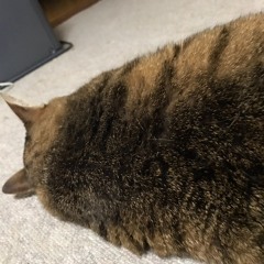 ねこのシュレディンガーくん