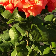 최유리 - 트로피