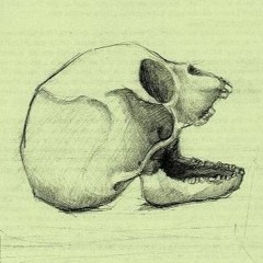 Specii - Palid (Banii)