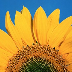 Sunny Side Down