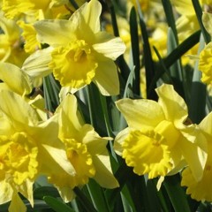Daffodil - Moses The Prophet