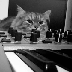 Oregano - Rumbling Cat