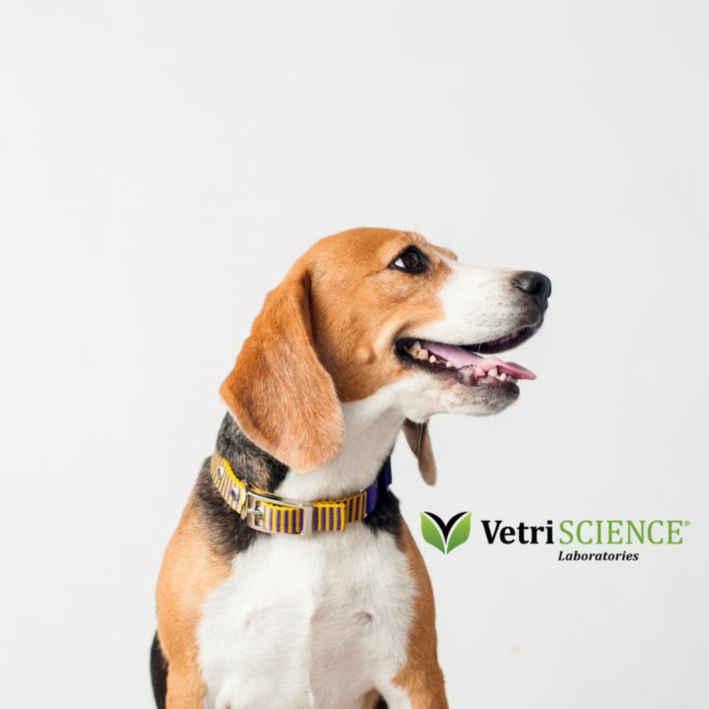 VetFolio Voice