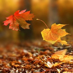 Erdal Güney - Yaprak ve Rüzgâr Fon Müziği