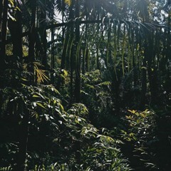 ฉันชื่อต้นไม้ (the bright)