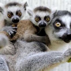 Lemur Baby Biome Song