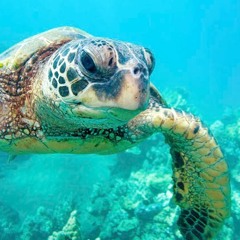 O.G. (Shystie- One Wish; instrumental)