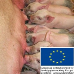 GRISPODDEN – Stark Från Start