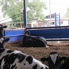 #11 התנהגות פרות לקראת המלטה ותכנון תא המלטה