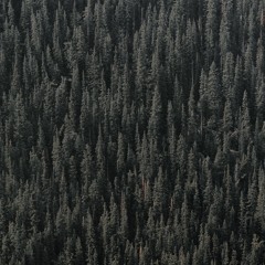 The Forest Tale (#pianobook)