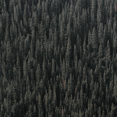The Forest Tale (#pianobook)