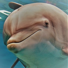 Don't fall for a Dolphin