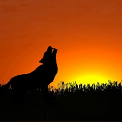 wolf at sunset