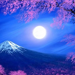 Cherry Blossoms at Night