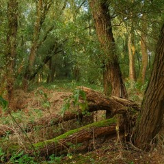 The Secret of Willow Island