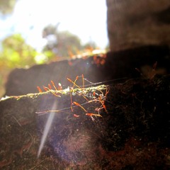 Francisco Nicosia - Una tarde al Sol con el que yo era