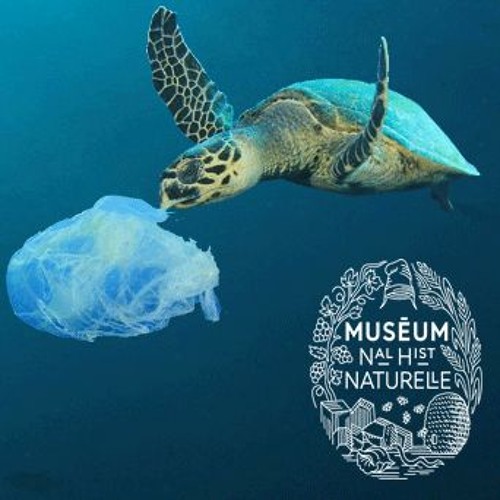 Tribunes du Muséum : Changement climatique et pollution plastique des océans