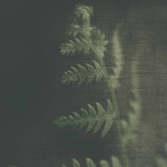 Lavender [Chill Exclusive]