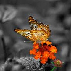 The Wingmaker- from 'Schmetterling'