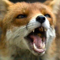 lišiacky flex ft. Lynx