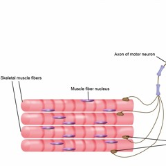 The Watts Doc #9: Strength, Endurance, and the Size Principle