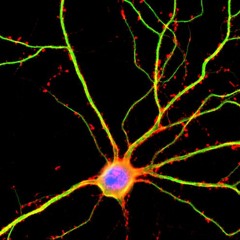 NEUROFUCKERS