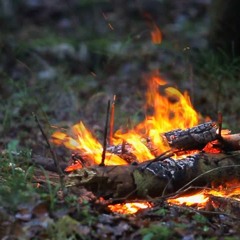 Small bonfire in the summer forest - ambience