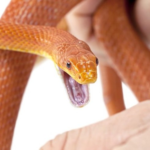 Stream episode Snakes How do they work? by Bonnie Sans Lars podcast