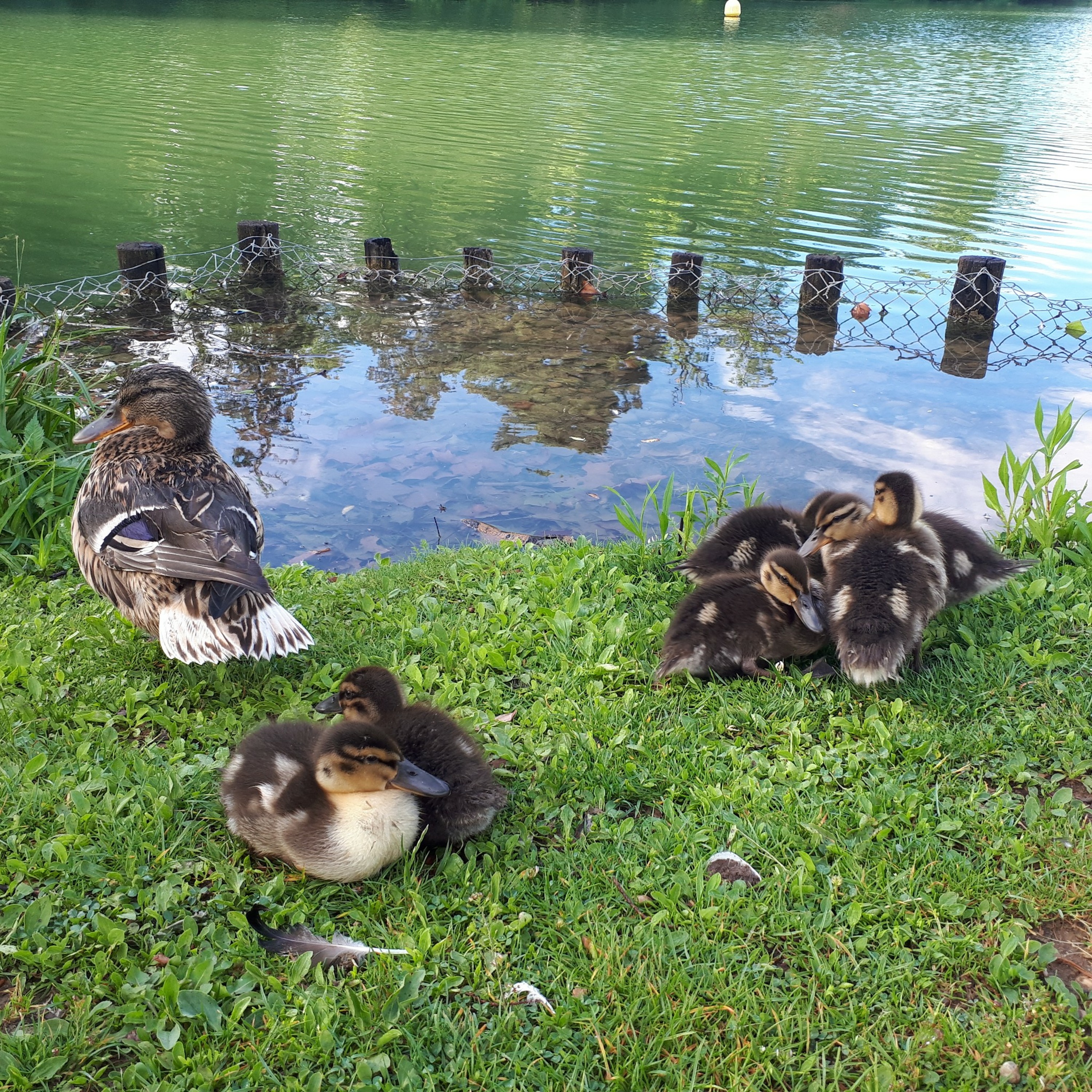 La mare aux canards