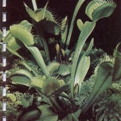 garten eden