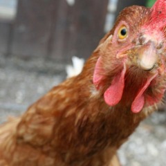Beatsbomber - Chicken Talk (Aardig Woordje Kips)