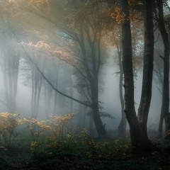 Set Dark Forest