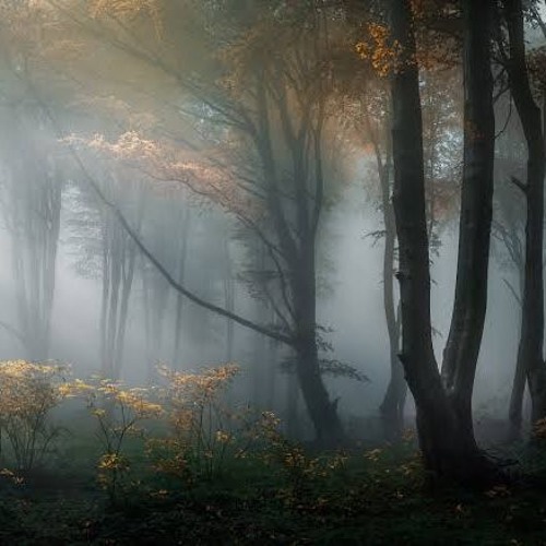 Set Dark Forest