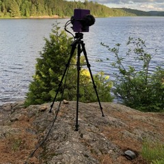 Loons In Algonquin Sample