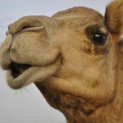 Happy Camel Strolling