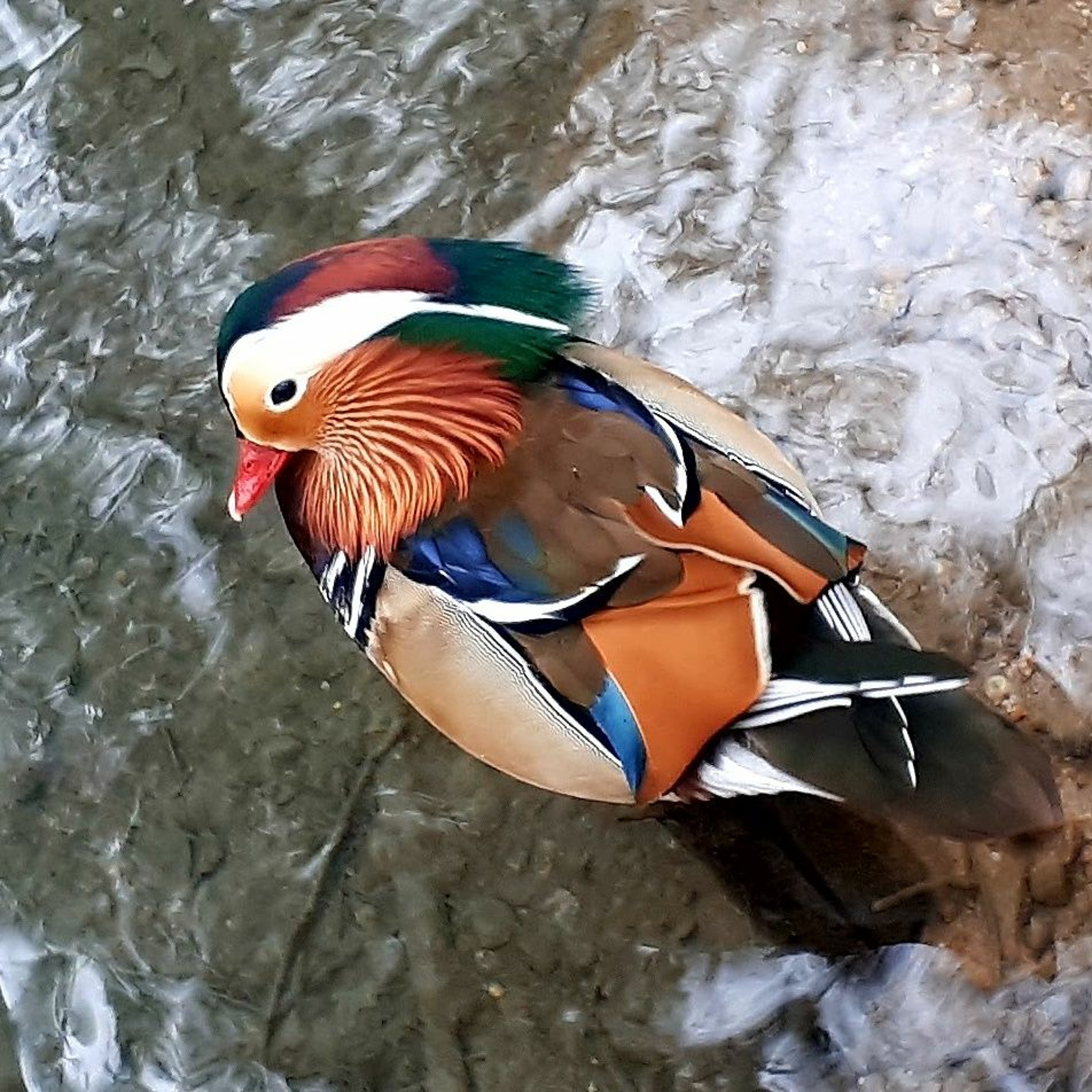 La mare aux canards