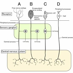 Oscillation vibrations waving to your sensory neurons