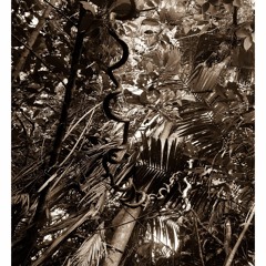 Kizunah - Creepin' Thru The Jungle