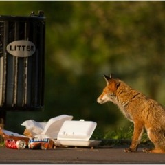 City Fox - Jesse Jeff X Sard Beats