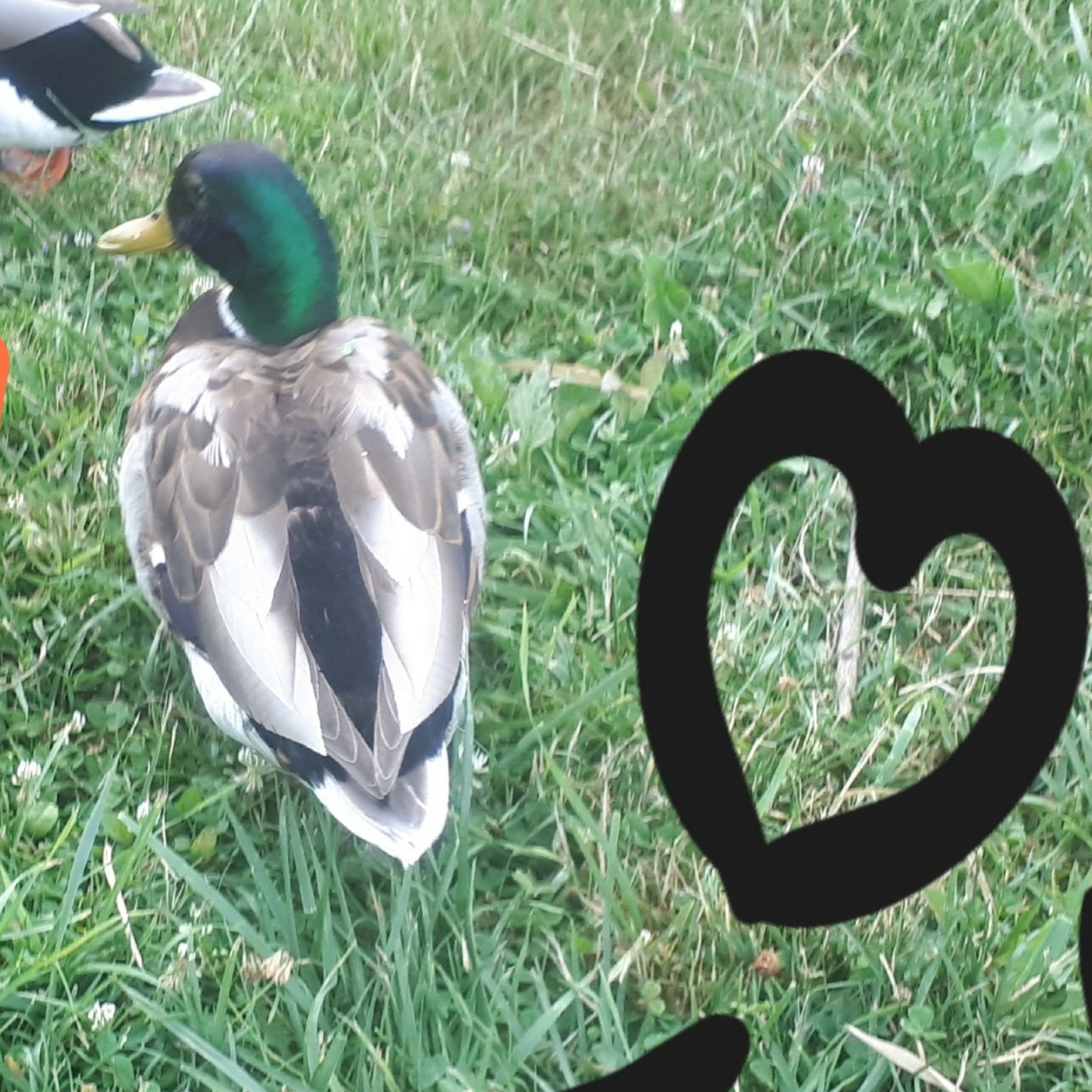 La mare aux canards