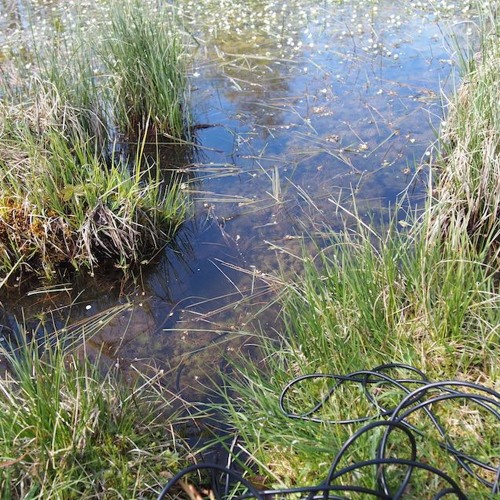 pond weed photosynthesis (sweden)