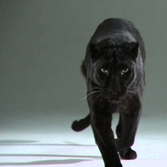 Black panther dance