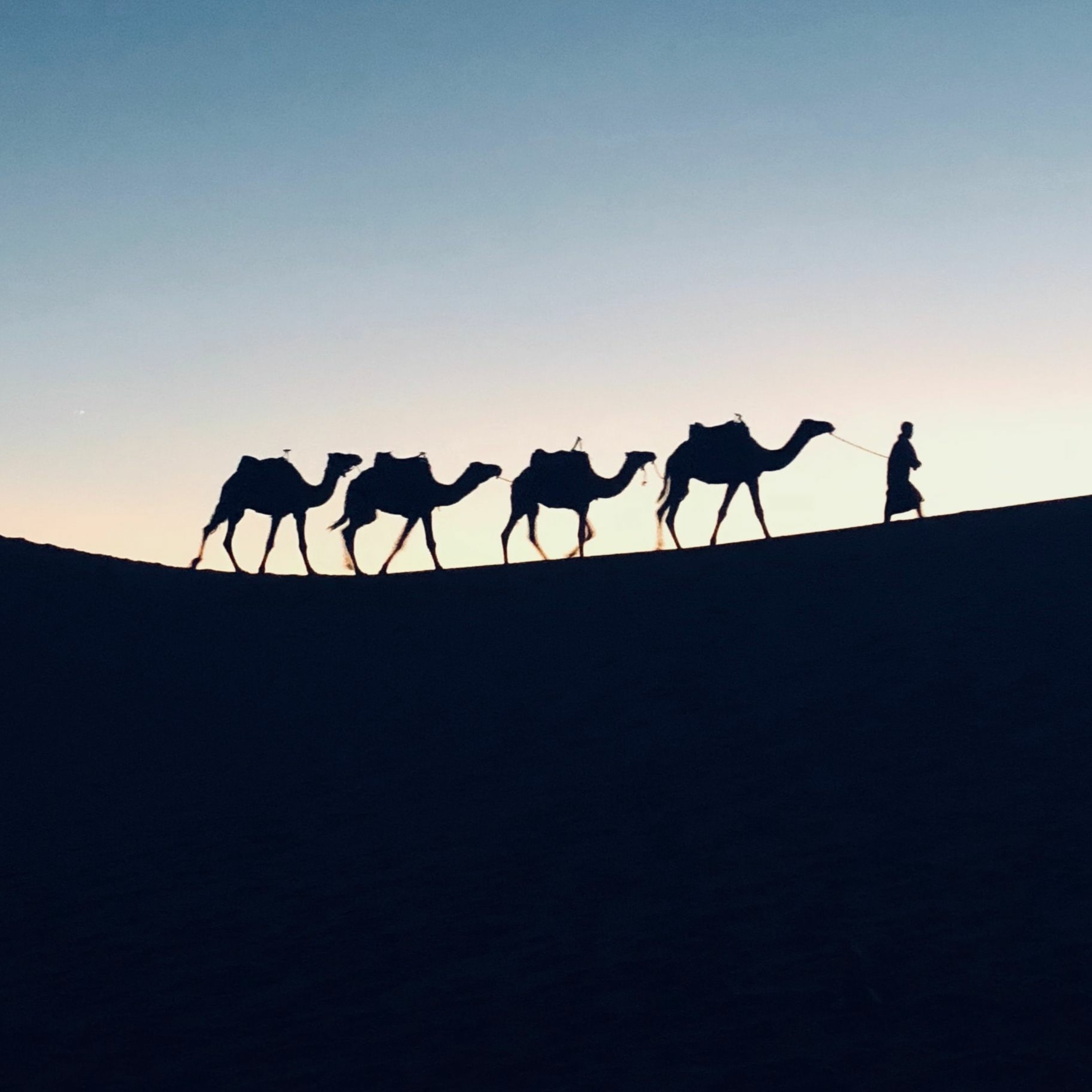 Camel Caravan