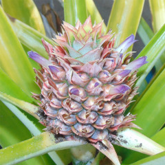 Baby Pineapple(New!)