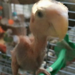 bird strike