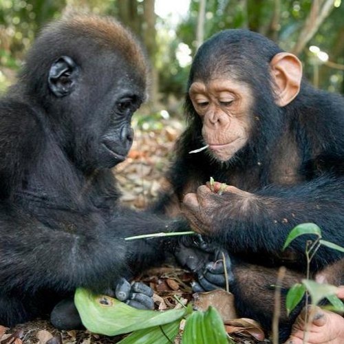 HOMINIDS UNITED