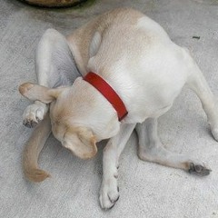 Dog licking balls type beat