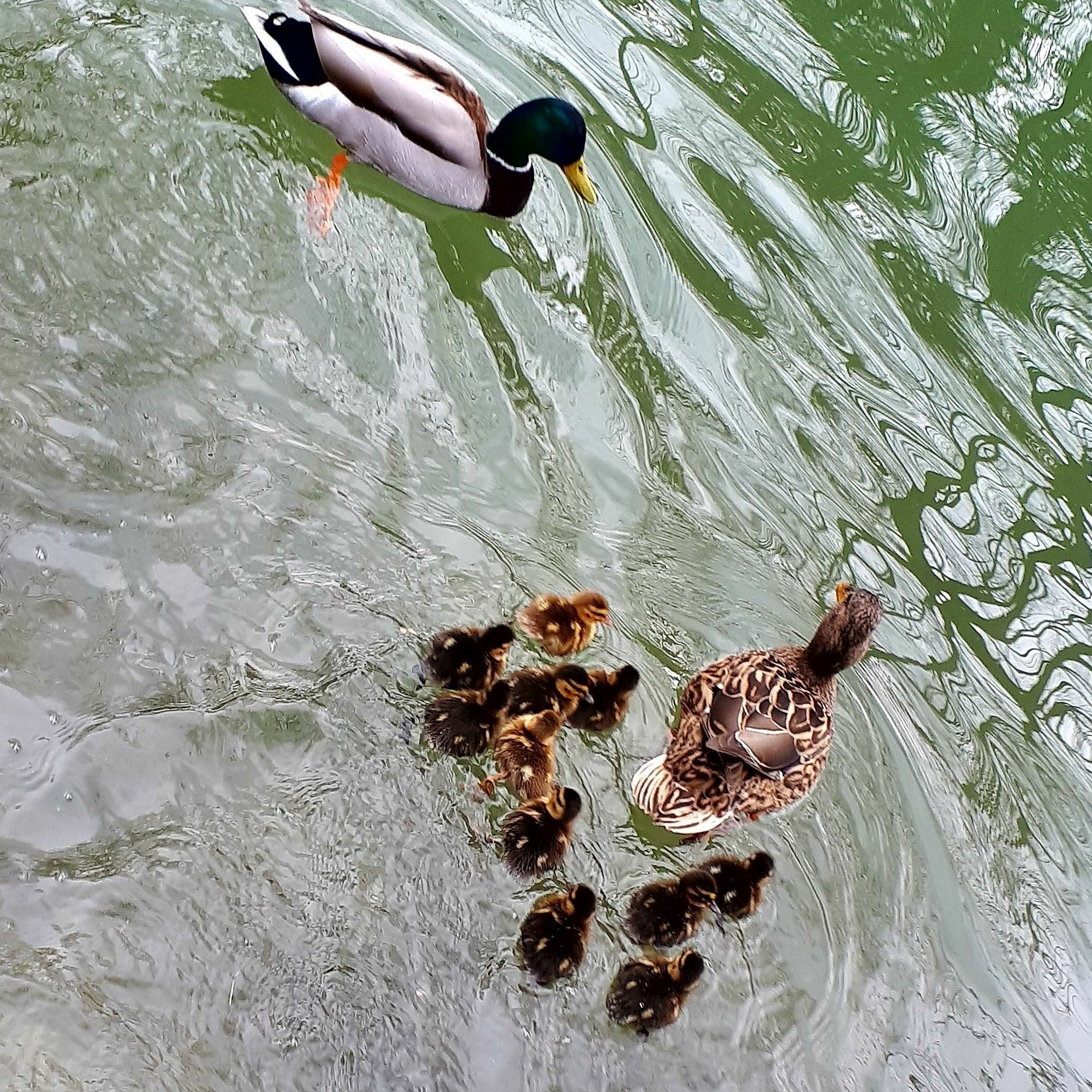 La mare aux canards