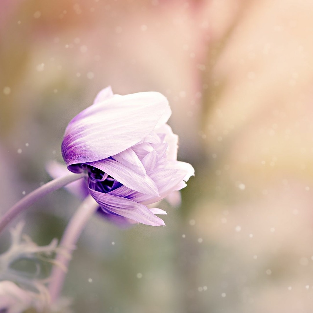 Stream Dahlia【 AAAAoi（ああああ + Aoi）】 by ああああ | Listen